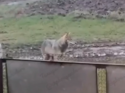 В Краснодарском крае волк забрался во двор к людям и утащил курицу