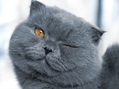 На Кубани без осадков, но облачно