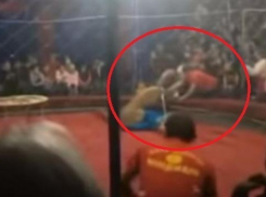 Специалист назвал причины трагедии в кубанском цирке