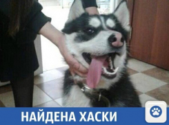 Потерявшаяся собака в Краснодаре ищет своего хозяина