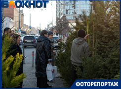 В какую сумму обойдётся краснодарцам настоящая ель в 2024 году