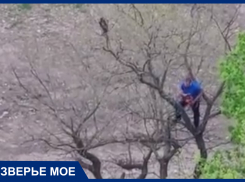 В Краснодаре мужчина с бензопилой залез на дерево ради спасения кота
