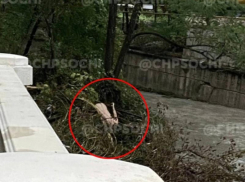 Труп женщины на дереве обнаружили после потопов в Сочи 