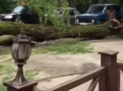  В Сочи во дворе дома на глазах у жильцов рухнуло дерево 