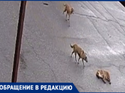 «Щенков убили на глазах у детей»: в станице Кубани устроили расправу над бездомными животными