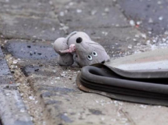 В Анапе Mercedes-Benz сбил пятилетнюю девочку