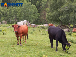 Опасная инфекция захватила хозяйство в кубанской станице