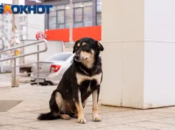 В Краснодарском крае сняли запрет на контакт с бездомными животными