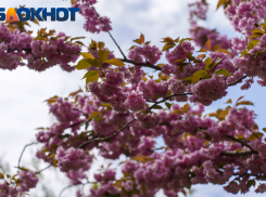 Отмечаем День танца и радуемся теплой погоде в Краснодаре: утренний дайджест от «Блокнота» 