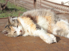 Синоптики Кубани обещают потепление 4 марта 