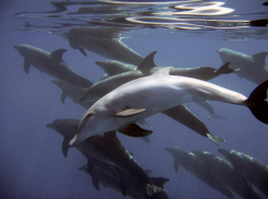 Дельфины сыграли в волейбол медузами у берегов Благовещенской