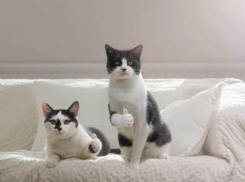 Дождя не будет 21 декабря в Краснодаре