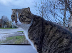 Ливни продолжат заливать Краснодарский край