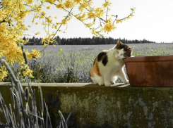  На Кубани ожидается еще один погожий денек 