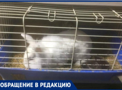 «Животные каждый день гибнут», - краснодарка рассказала, как содержатся звери в одном из зоомагазинов
