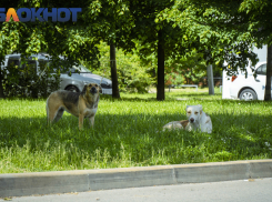 В Краснодаре собак травят крысиным ядом 