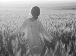 Кубанский календарь: на Кубани засеяли египетскую пшеницу