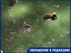 «Источник зловония и размножения инфекций»: городской пруд в Краснодаре превратили в тухлое болото