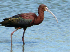 Зверье мое: где обитает на Кубани длинноногая каравайка