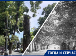 До варварской обрезки: как выглядели улицы Краснодара, утопающие в зелени 