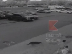 В Краснодаре стая бездомных собак едва не растерзала детей