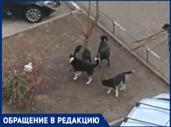 Стая собак держит в страхе жителей КМР в Краснодаре