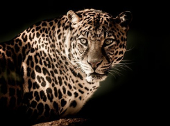 Бдительные соседи спасли леопарда на Кубани
