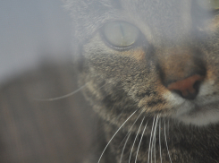 Синоптики прогнозируют на Кубани жаркую погоду и туман