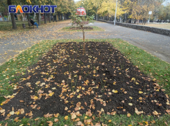 В Краснодаре высадили безымянную аллею белых роз в память о Юре Шатунове