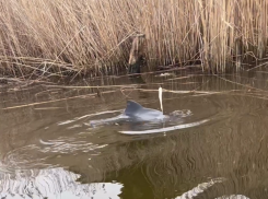 Дельфина спасли от мучительной смерти в сетях в Краснодарском крае