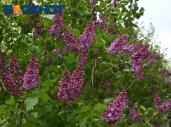 Середина недели выдастся в Краснодаре теплой и солнечной 