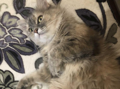 Краснодарцев 14 февраля согреет любовь, а не погода