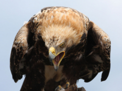 Зверье мое: за что обитающий на Кубани орел-могильник получил свое прозвище 