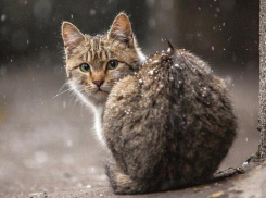 На Кубани облачно, местами пройдет мокрый снег
