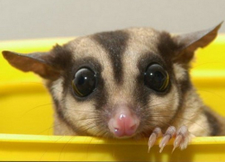  Краснодарцам придется заплатить за регистрацию домашних животных 