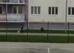 Краснодарец выкинул собаку с балкона четвертого этажа