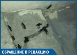 Бизнес по-краснодарски: люди винят дезинфекторов в появлении тараканов