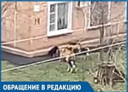  Собаки разорвали всех кошек района, на очереди дети: Краснодарцы пожаловались на агрессивных животных 