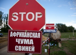 На Кубани ликвидировали все очаги АЧС 