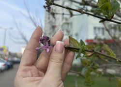 Неожиданное цветение сирени в марте застали краснодарцы