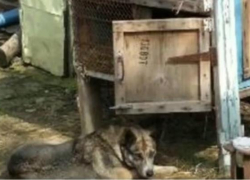 Под Краснодаром мужчина держал собаку в капкане 