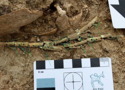 Редчайшую арфу IV века нашли на Тамани археологи