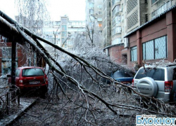 В Краснодаре упавшие деревья повредили свыше 65 автомобилей