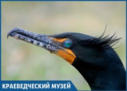 Хохлатому баклану угрожает исчезновение в Краснодарском крае