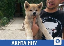 Милый песик ищет нового хозяина