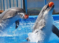 Дельфины определили порядок выступления конкурсантов «Новой волны» в Сочи