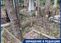 «Могут упасть кому-то на голову»: краснодарцы требуют убрать сухие деревья на кладбище