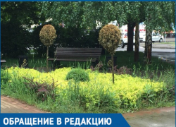  Вместо цветов — сорняки: Жители Краснодара пожаловались на плохое благоустройство 