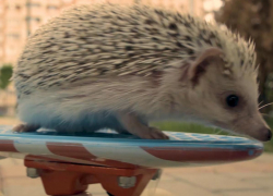 Ежик-экстремал гоняет на скейтборде по ЖК «Перспектива» в Краснодаре