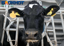 Очаги опасной инфекции нашли в двух районах Краснодарского края